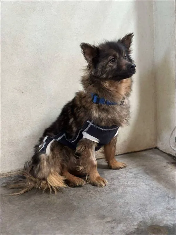 Znaleziono psa, Grudziądz, 6 marca 2025