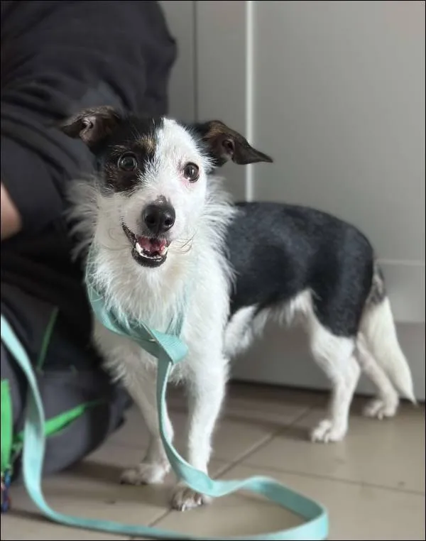 Znaleziono psa, Grudziądz, 8 marca 2025