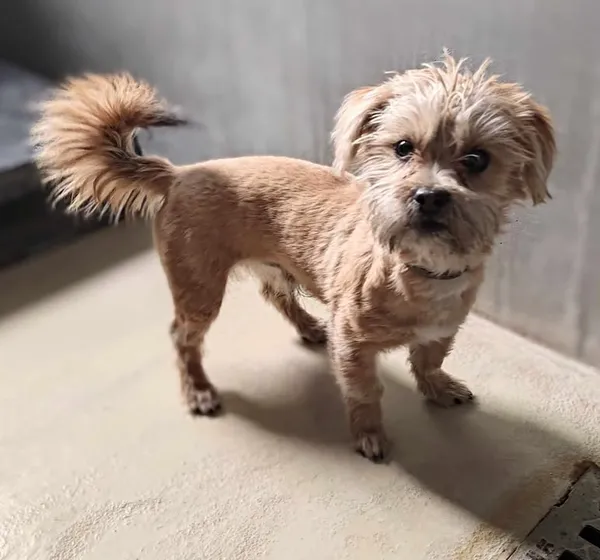 Znaleziono psa, Lublin, 8 marca 2025