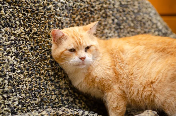 Oddam kota, Szłapy, 9 marca 2025 (1/5)