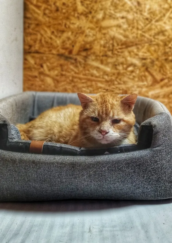 Oddam kota, Szłapy, 9 marca 2025 (3/5)