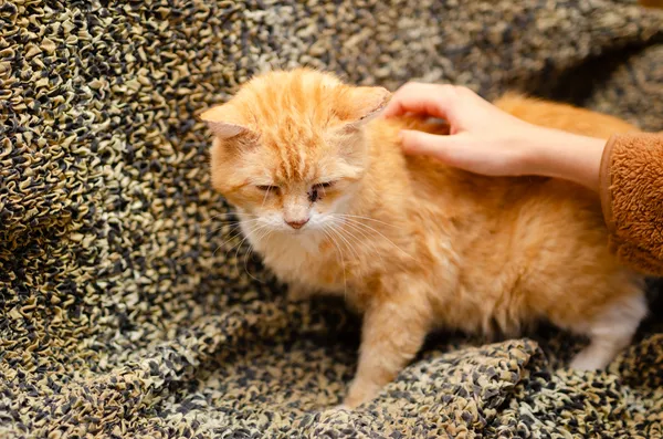 Oddam kota, Szłapy, 9 marca 2025 (4/5)