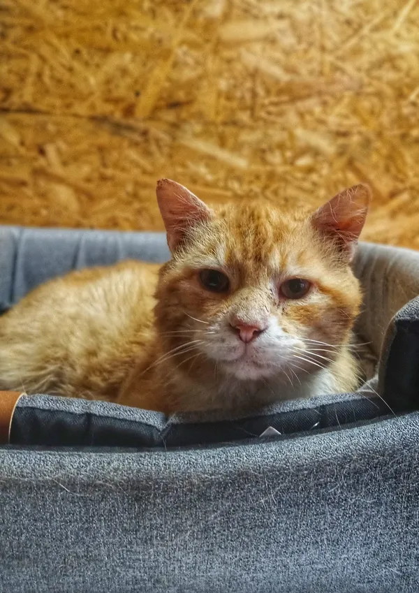 Oddam kota, Szłapy, 9 marca 2025 (5/5)