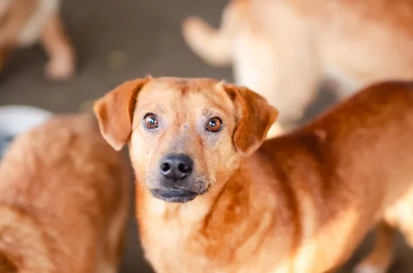 Oddam psa, Gdańsk, Osowa, 9 marca 2025 (2/4)