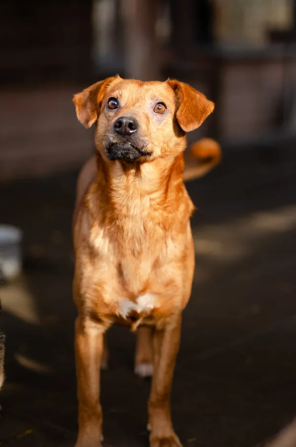 Oddam psa, Gdańsk, Osowa, 9 marca 2025 (3/4)