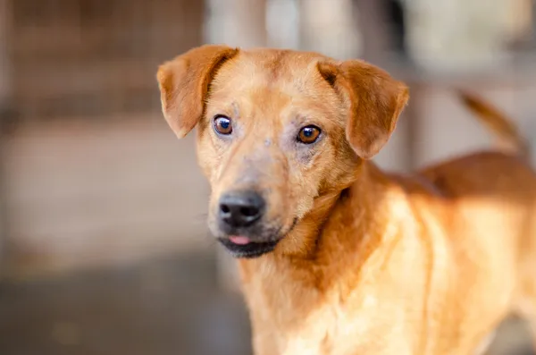 Oddam psa, Gdańsk, Osowa, 9 marca 2025 (4/4)