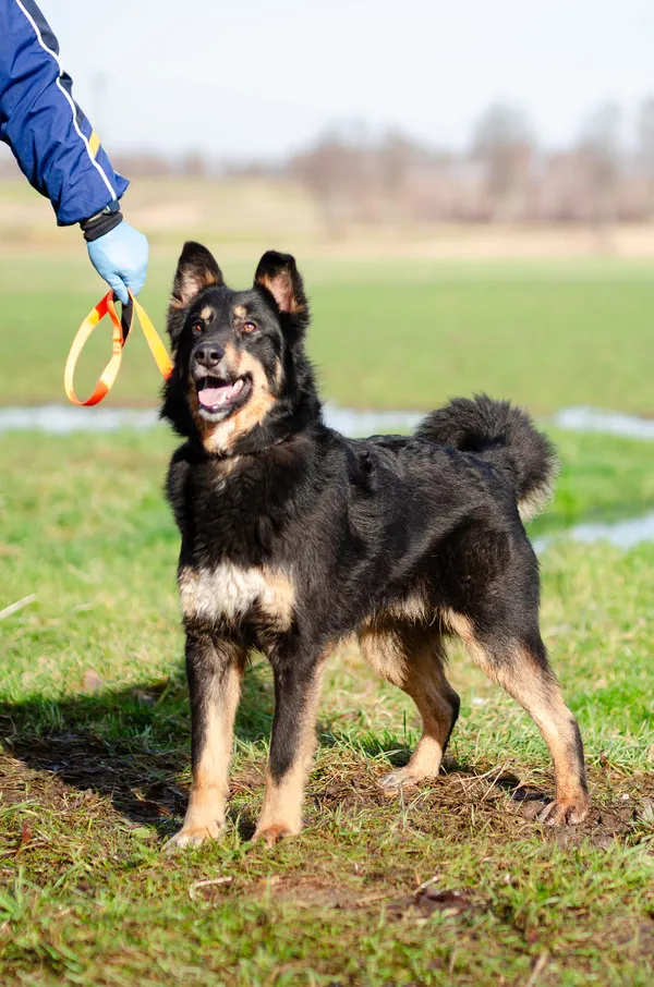 Oddam psa, Toruń, Wrzosy, 9 marca 2025 (2/4)