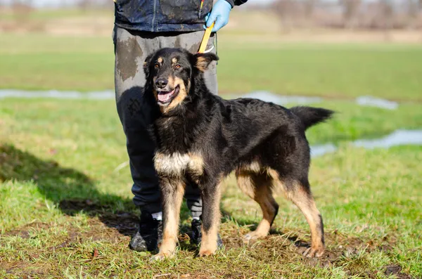 Oddam psa, Toruń, Wrzosy, 9 marca 2025 (3/4)