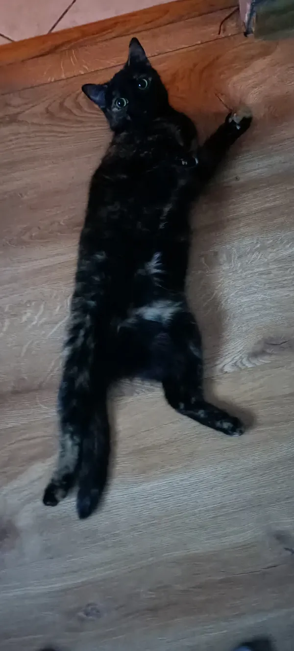 Zaginął kot, Łódź, 9 marca 2025