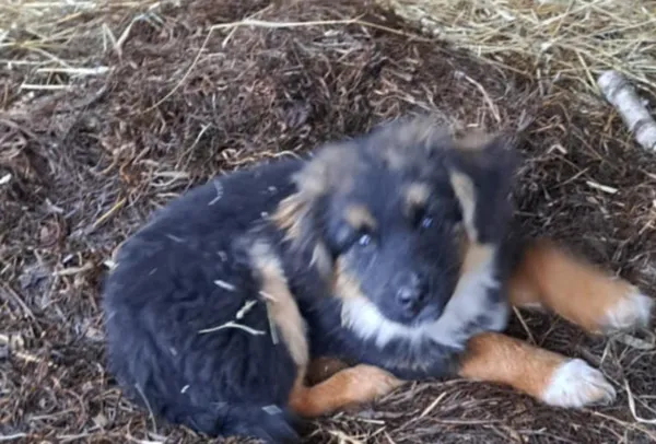 Zaginął pies, Grabówiec, 9 marca 2025 (1/3)