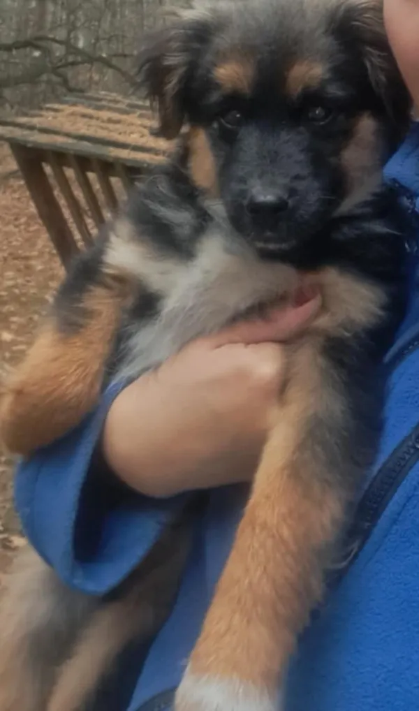 Zaginął pies, Grabówiec, 9 marca 2025 (2/3)