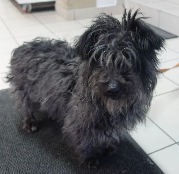 Znaleziono psa, Gdańsk, 9 marca 2025