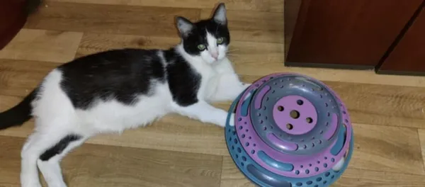 Kot do adopcji, Zgierz, 9 marca 2025 (1/2)