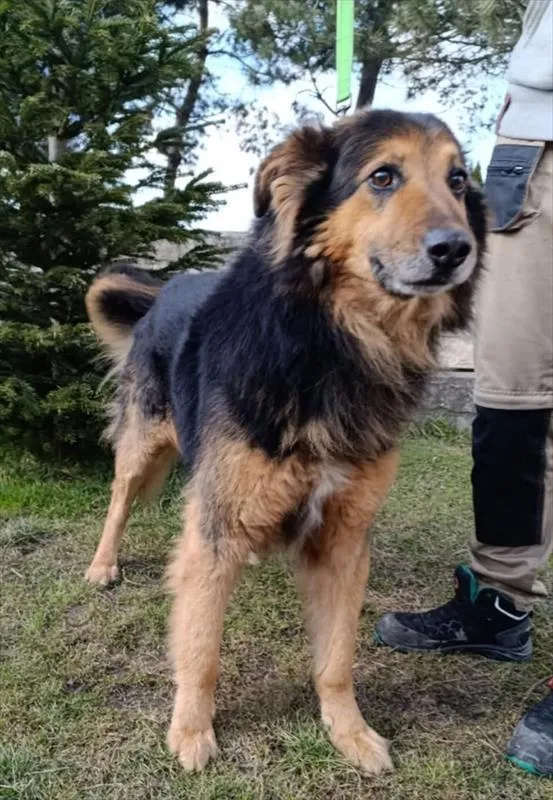 Pies do adopcji, Racibórz, 2 marca 2025