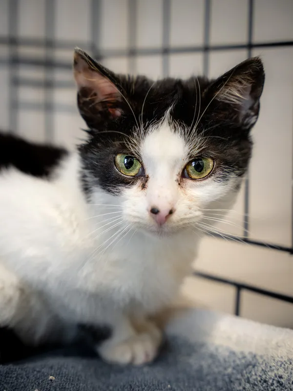 Znaleziono kota, Sosnowiec, 5 marca 2025 (2/3)