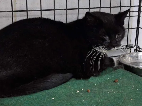 Znaleziono kota, Sosnowiec, 4 marca 2025