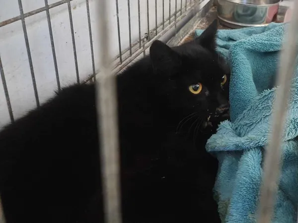 Znaleziono kota, Sosnowiec, 4 marca 2025