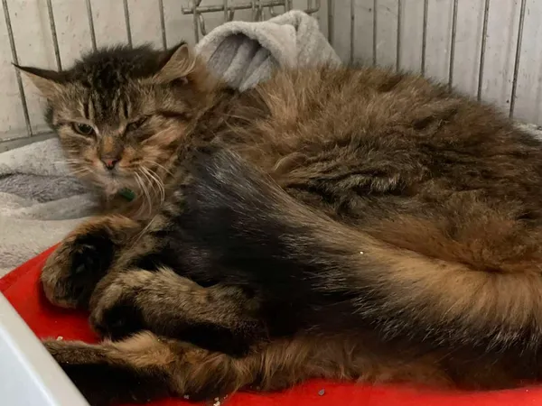 Znaleziono kota, Sosnowiec, 18 lutego 2025