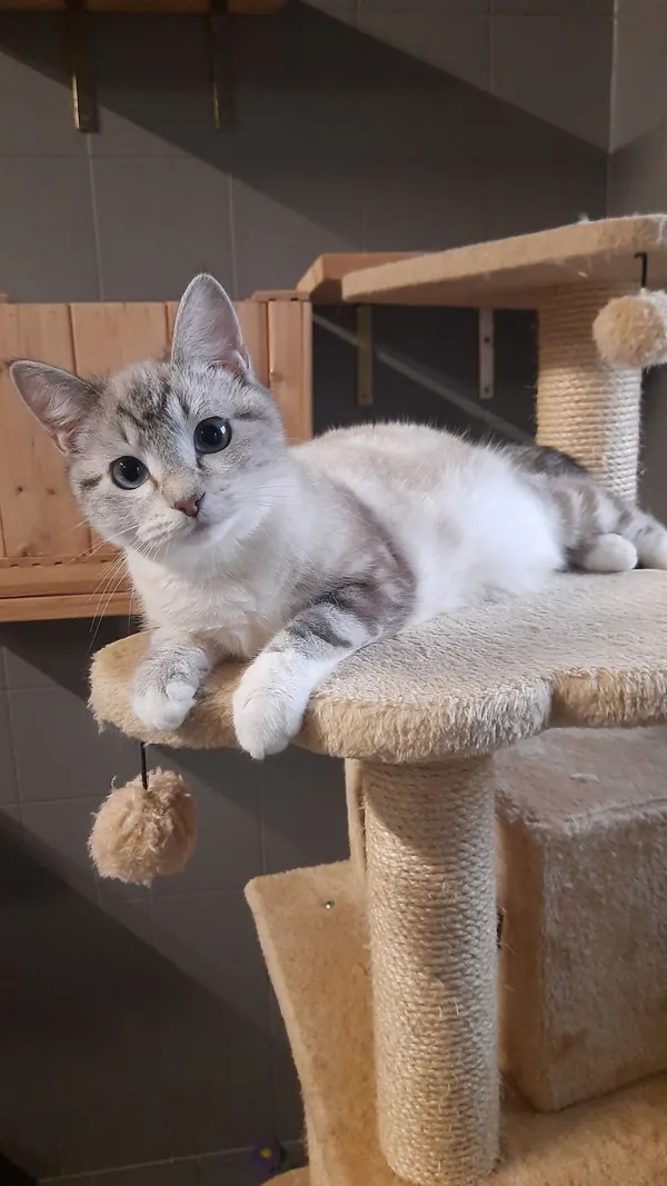 Kot do adopcji, Sopot, 9 marca 2025 (1/5)