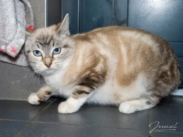 Kot do adopcji, Sopot, 9 marca 2025 (5/5)