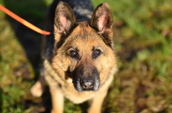 Oddam psa, Szłapy, 10 marca 2025 (1/4)