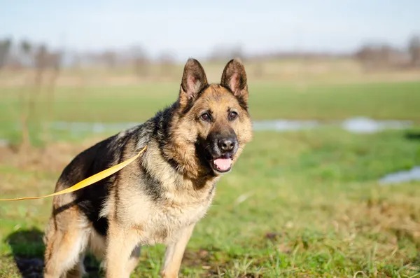 Oddam psa, Szłapy, 10 marca 2025 (2/4)