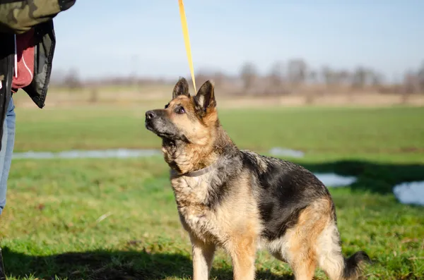 Oddam psa, Szłapy, 10 marca 2025 (3/4)