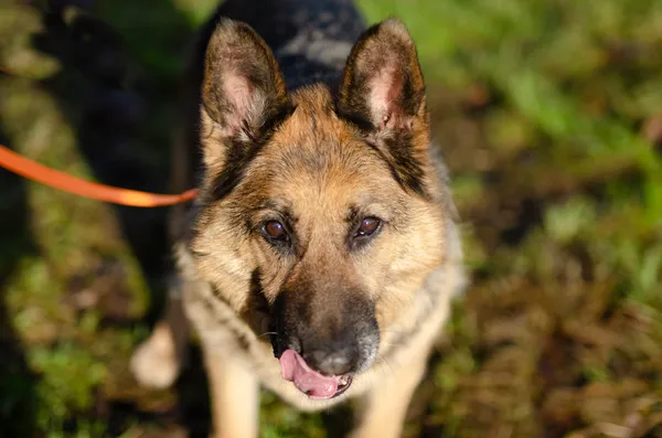 Oddam psa, Szłapy, 10 marca 2025 (4/4)