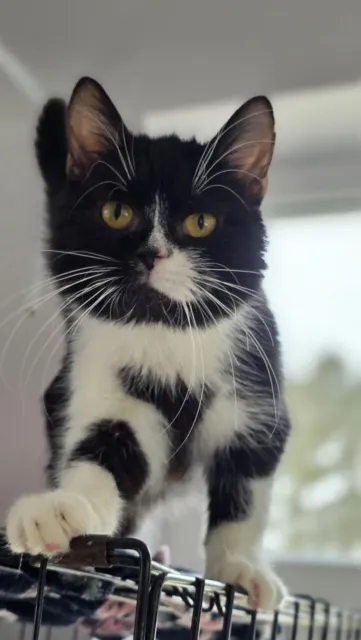 Kot do adopcji, Piła, 23 czerwca 2024 (1/3)