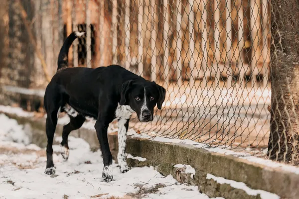 Pies do adopcji, Czartki, 10 marca 2025 (1/5)