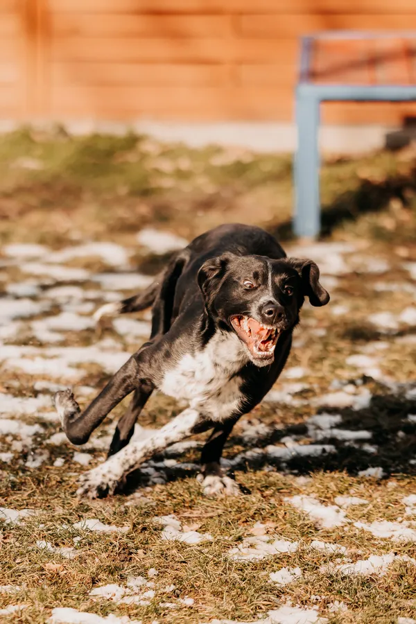 Pies do adopcji, Czartki, 10 marca 2025 (2/5)