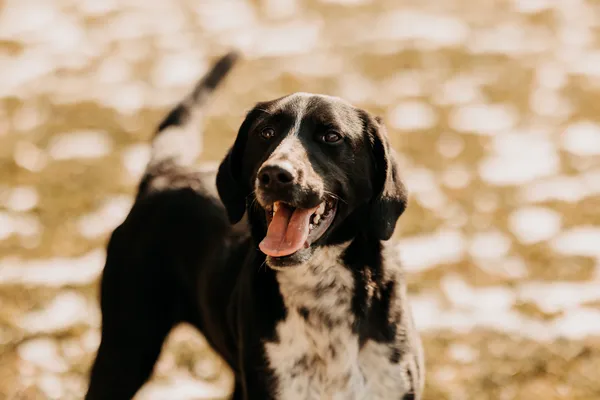 Pies do adopcji, Czartki, 10 marca 2025 (4/5)