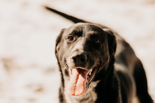 Pies do adopcji, Czartki, 10 marca 2025 (5/5)