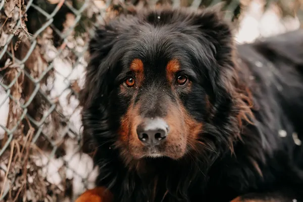 Pies do adopcji, Czartki, 10 marca 2025 (4/5)