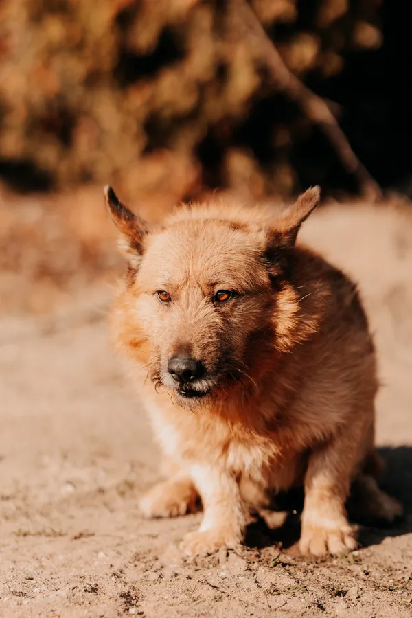 Pies do adopcji, Czartki, 10 marca 2025 (1/4)