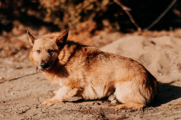 Pies do adopcji, Czartki, 10 marca 2025 (2/4)