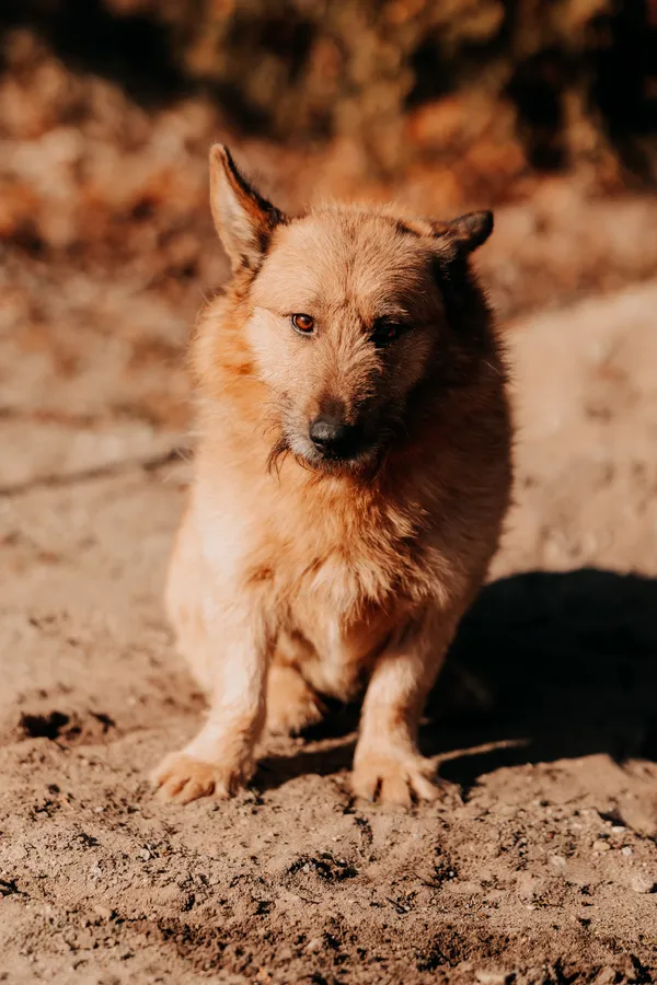 Pies do adopcji, Czartki, 10 marca 2025 (4/4)