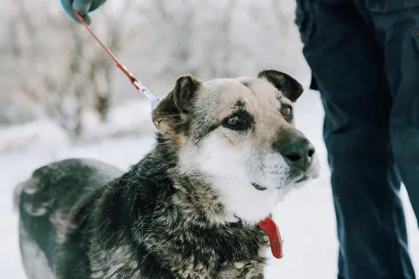 Oddam psa, Szłapy, 10 marca 2025 (1/4)