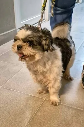 Znaleziono psa, Lublin, 9 marca 2025