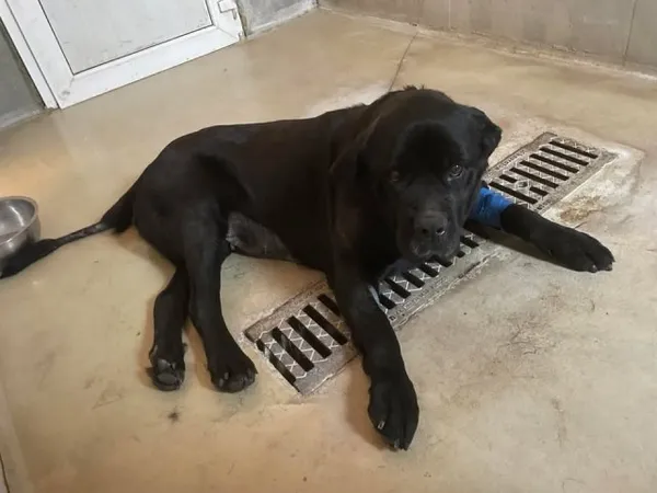 Znaleziono psa, Lublin, 10 marca 2025