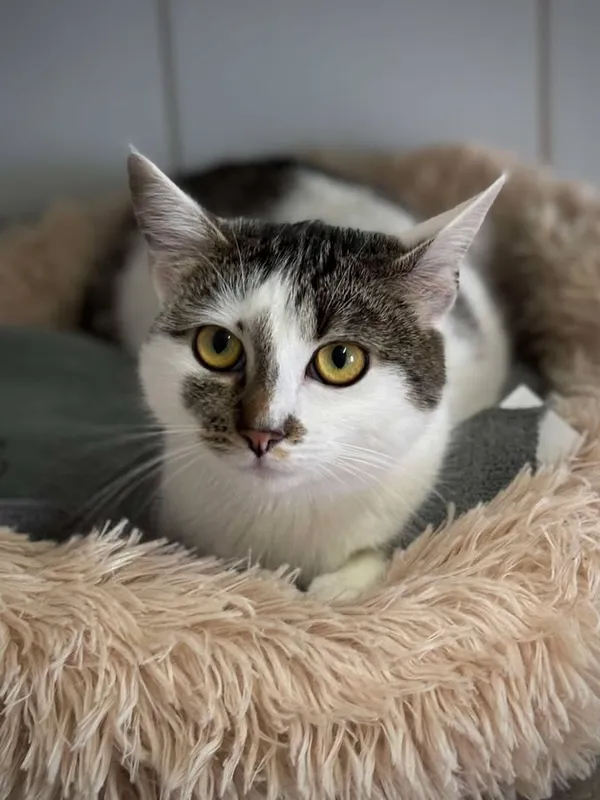 Znaleziono kota, Lublin, 10 marca 2025