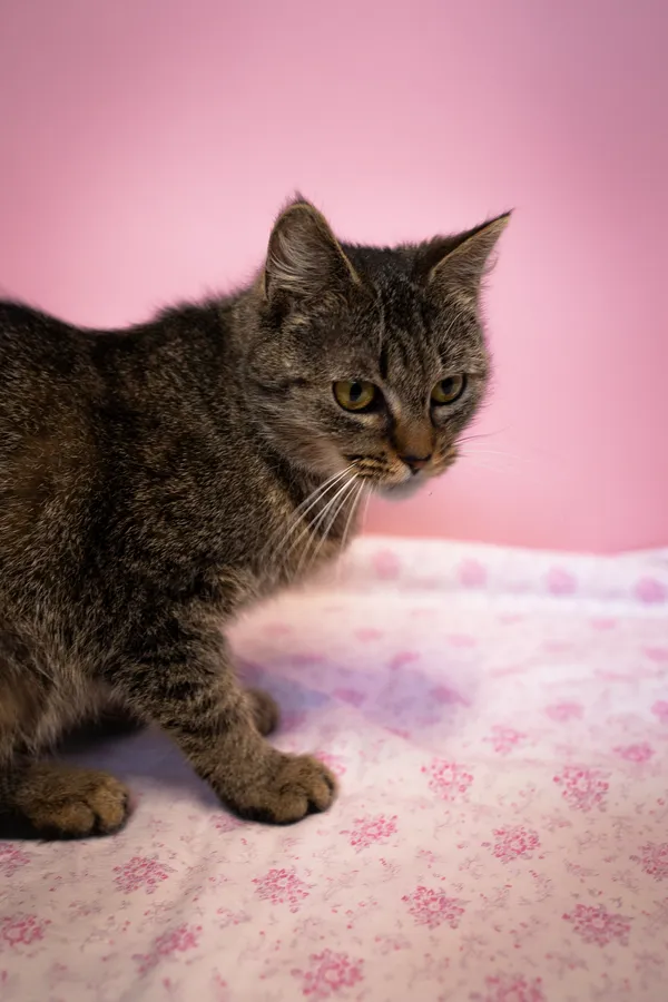 Znaleziono kota, Sosnowiec, 10 marca 2025 (1/5)