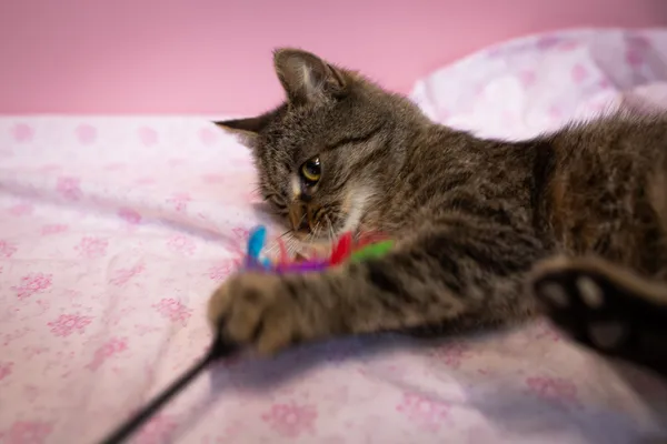 Znaleziono kota, Sosnowiec, 10 marca 2025 (2/5)