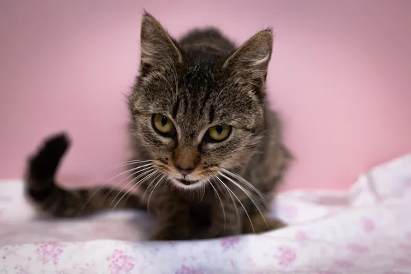 Znaleziono kota, Sosnowiec, 10 marca 2025 (3/5)