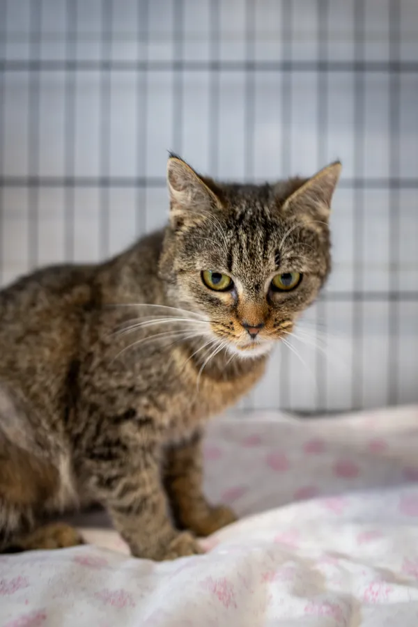 Znaleziono kota, Sosnowiec, 10 marca 2025 (5/5)