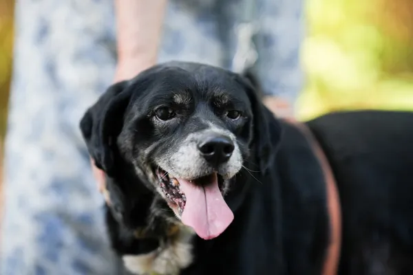 Znaleziono psa, Sosnowiec, 10 marca 2025 (2/5)