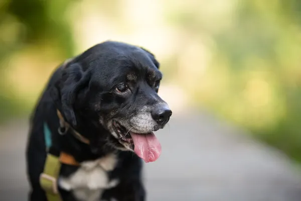 Znaleziono psa, Sosnowiec, 10 marca 2025 (3/5)