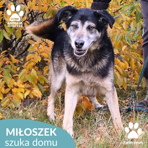 Znaleziono psa, Dąbrówka, 1 listopada 2025 (3/4)