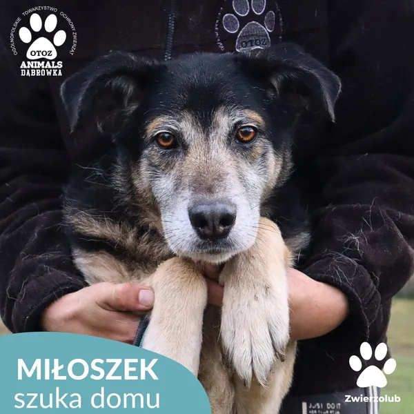 Znaleziono psa, Dąbrówka, 1 listopada 2025 (4/4)