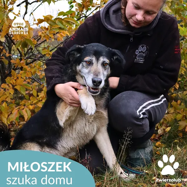 Znaleziono psa, Dąbrówka, 1 listopada 2025 (2/4)
